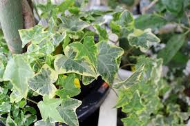 厳選30種 観葉植物の人気種類 名前や特徴 育てやすさは Horti ホルティ By Greensnap