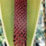 Image result for Anchomanes