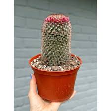 Image result for Dovyalis spinosissima