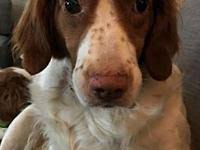 Searching for former owner of dakota the female pointer/hunting dog hide this posting restore restore this posting. Craigslist Furniture Pets And Animals For Sale In Dallas Texas Puppy And Kitten Classifieds Buy And Sell Kittens And Puppies Americanlisted Com