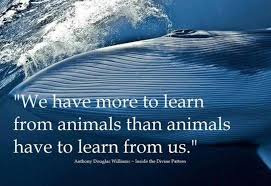 Find the best endangered species quotes, sayings and quotations on picturequotes.com. 10 Inspiring Quotes About Animals One Green Planet