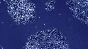 Cell and Gene Therapy I Bayer