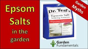 How much epsom salt for plants. Epsom Salt For Plants Garden Myths
