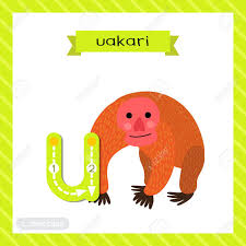 You of u alphabet phonic sound and 5 words hd image will be found absolutely free. Letter U Lowercase Cute Children Colorful Zoo And Animals Abc Alphabet Tracing Flashcard Of Uakari For Kids Learning English Vocabulary And Handwriting Vector Illustration Royalty Free Cliparts Vectors And Stock Illustration Image