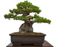Japanese term for the art of cultivating and training a plant to create the illusion of a dwarfed tree. Growing Japanese Black Pine Bonsai From Seed