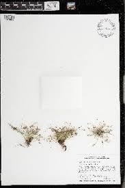 Image result for Lipocarpha kernii