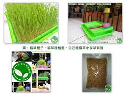 全自動有機芽菜機 有機芽菜箱 芽菜種子 貓草種子與貓草種植盤 台灣製造 塑鋼安全材質 可日曬 不含塑化劑 blog posts blog