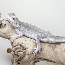 Baby Black Bearded Dragon For Sale Zero Het Witblits Bearded Dragon Baby Bearded Dragon Bearded Dragon Breeders Bearded Dragon Cute