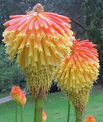 Pin On Flowers