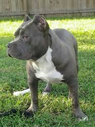 6 Month American Pitbull Terrier Black And White Apathy 6 Months Purple Ribbon Dual Registered Color Blue White 00 Razors Edge Dog Pounds Bully Breeds Pitbull Terrier