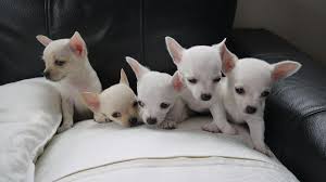 Look at pictures of chihuahua puppies in lansing who need a home. Chihuahua Puppies For Sale Lansing Mi 116802 Petzlover