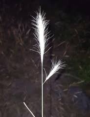 Image result for Scleria lateritica