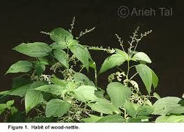 Image result for Laportea mooreana