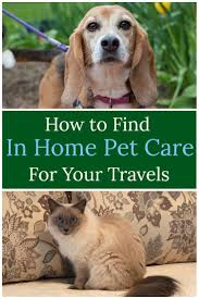 Alternatives To Kennels In Home Pet Care Why You Should Consider A House Sitter Pet Care Dog Boarding Near Me Dog Clinic