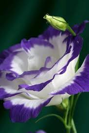 Pin On Flowers Roses ܓ
