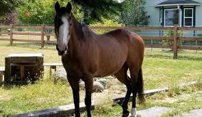 Signatures Collected Petition Target Thurston County Sheriff S Office A Woman In Yelm Washington Saw What Looked Like A R Horses Animal Welfare Board Animals