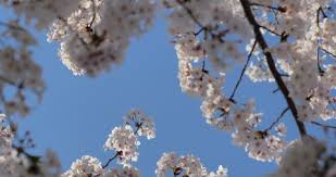 The yoshino cherry is one of the showiest flowering cherry trees. A Cherry Blossom Is The Stock Footage Video 100 Royalty Free 24972068 Shutterstock