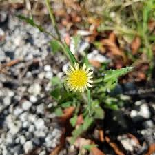 Image result for Launaea