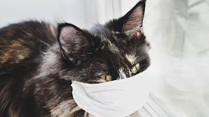 Love your pets has currently 22 deals & coupons on wadav.com that will help you to get discounts you wouldn't have imagined. Can My Dog Or Cat Get Coronavirus Can I Kiss My Pet Fda Video Warns Pet Owners About Spreading Covid 19 Marketwatch