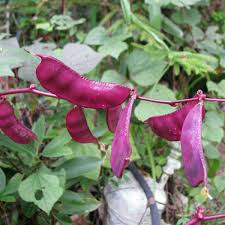 Image result for Lablab purpureus