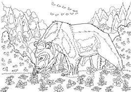 Camper coloring book for adults: Alaska Camping An Arctic Adventure Coloring Book For Adults