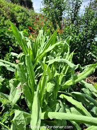 Image result for Lactuca indica