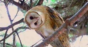 October 31, 2014 by tim urban. Barn Owl Gifs Wifflegif