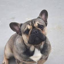 However, for a french bulldog puppy with top breed lines and a superior pedigree, you may need to pay. My Frenchie Puppies Home Facebook