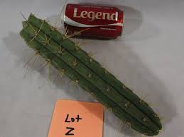 It grows in the andes mountains in mescaline can cause visual and auditory hallucinations when consumed without control. Buy Trichocereus Peruvianus Kk338 Top Peruvian Cacti Cutting San Pedro Cactus Cousin Lot Z San Pedro Cactus Sale