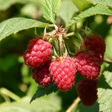 Image result for Rubus
