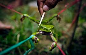 Part of the cactus crown may be chewed or soak in water to make a tea. An Urgent Plea To Users Of Psychedelics Let S Consider A More Ethical Menu Of Plants And Compounds The Blog Of Author Tim Ferriss