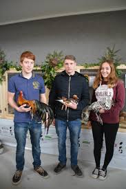 Wieselburg: "Kleinvieh" macht auch Mist