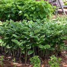 Solomon's seal is one my favorite musculoskeletal herbs for supporting and strengthen the entire system by soothing inflamed tissues, moistening the respiratory tract, nourishing during menopause and for my creaky back, it promotes flexibility and i love it for repetitive motion injuries as an oil and a tincture Polygonatum Odoratum Variegatum Walters Gardens Inc