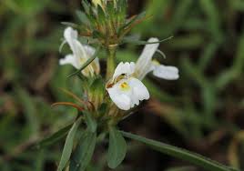 Image result for Hygrophila schulli