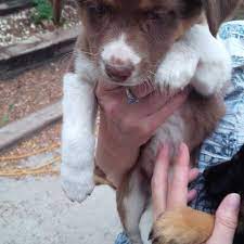 Are border collie/terrier mixes good dogs? Free Border Collie Mix Puppies In Alamosa Colorado For 2021