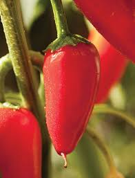 Image result for Capsicum