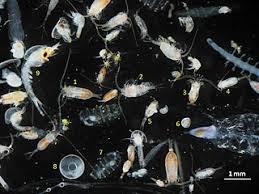 Zooplankton Meaning In Tamil Shabdkosh