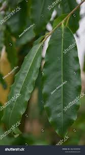 Image result for Diospyros mespiliformis