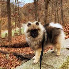 14 Fluffy Facts About Keeshonds Page 2 Of 4 Petpress Keeshond Fluffy Dogs Spitz Dogs