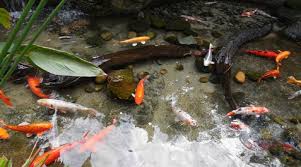 Cara membuat kolam ikan batu alam. Kolam Ikan Minimalis Batu Alam Blog Qhomemart