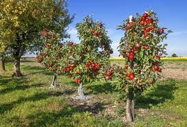 We did not find results for: Pomi Fructiferi Pitici Divahair Ro