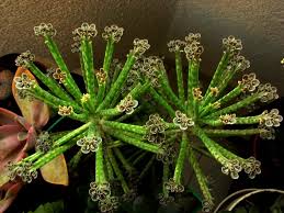 It flowers mainly winter to spring. Mother Of Thousands Vs Mother Of Millions The Tilth