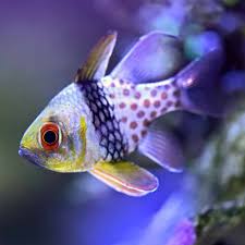 Pin On Cardinalfish