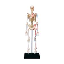 Want to learn more about it? Human Skeleton Anatomy Series 3d Model Chart Biology Science Education Ebay