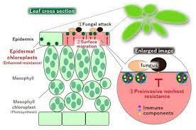 Most epidermoid cysts form when these cells move deeper into your skin and multiply rather than slough off. Study On Immune Function Of Small Chloroplasts In The Epidermal Cells Of Plants