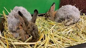 Like other household pets, rabbits can house train and learn to use a designated potty spot. Rabbit Litter Boxes