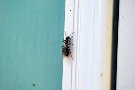 Superior products · free planning assistance · unmatched experience How To Get Rid Of House Ants Ants Com