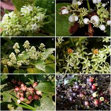 Image result for Sabicea venosa