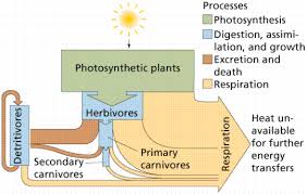 4 2 Energy Flow Amazing World Of Science With Mr Green