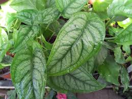 Monstera Siltepecana Garden Org